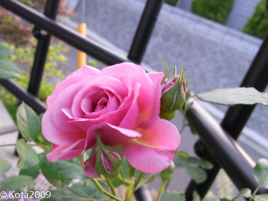 f:id:kota2009:20130508182132j:image:w600 f:id:kota2009:20130508182132j:image:w600