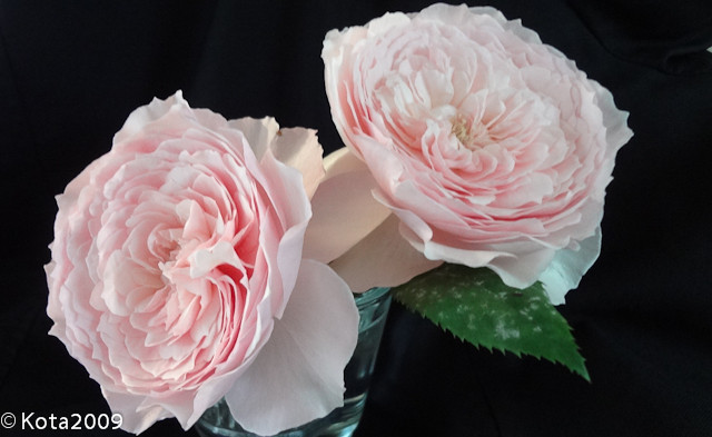 f:id:kota2009:20130513075914j:image:w600 f:id:kota2009:20130513075914j:image:w600