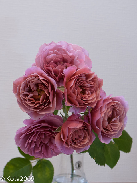 f:id:kota2009:20130515074611j:image:w400 f:id:kota2009:20130515074611j:image:w400