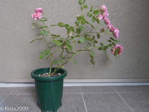 f:id:kota2009:20130518102357j:image:w600 f:id:kota2009:20130518102357j:image:w600