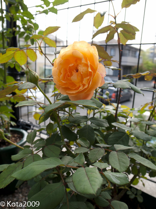 20130618075041