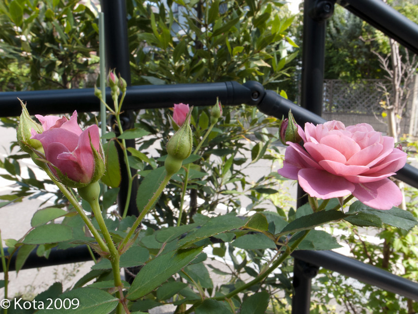 f:id:kota2009:20130623093628j:image:w600 f:id:kota2009:20130623093628j:image:w600