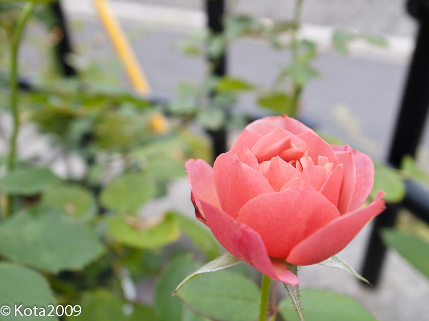 f:id:kota2009:20130628074026j:image:w600 f:id:kota2009:20130628074026j:image:w600