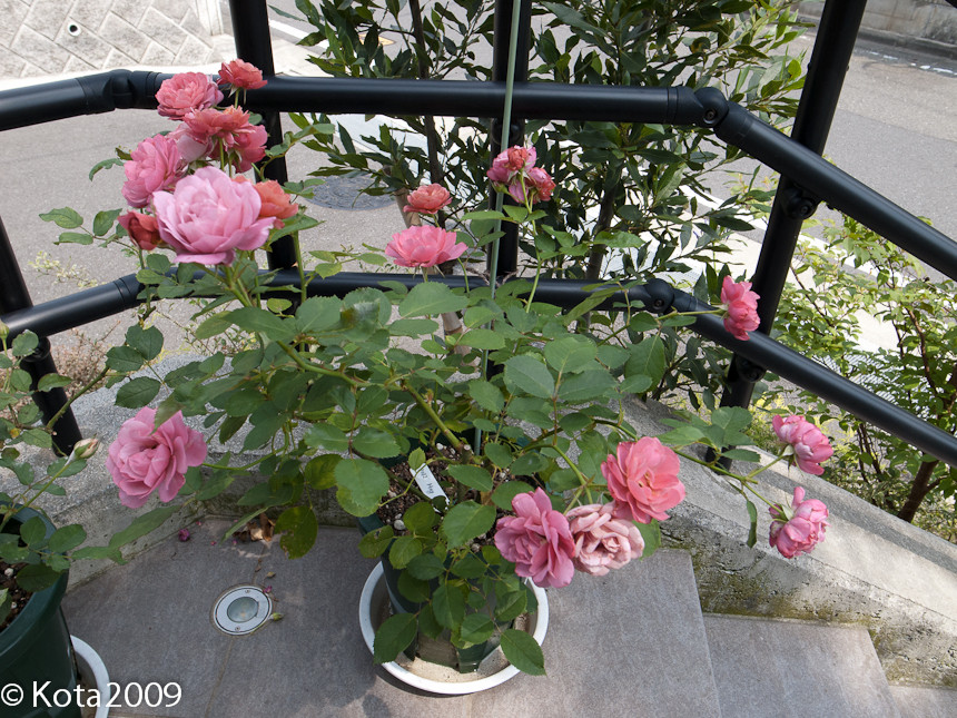 f:id:kota2009:20130630093746j:image:w600 f:id:kota2009:20130630093746j:image:w600