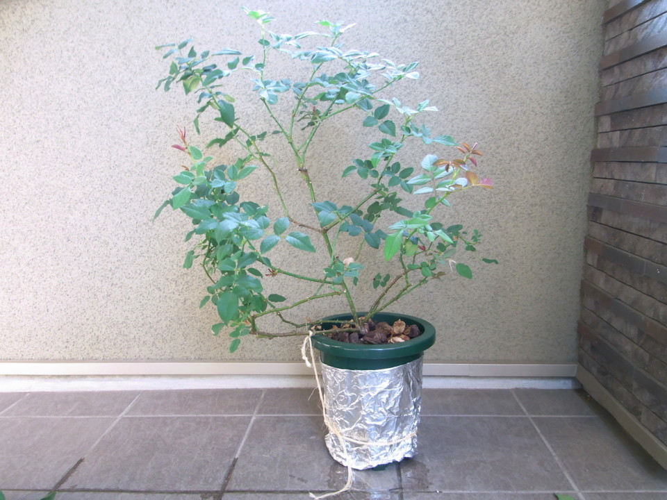 f:id:kota2009:20130818163526j:image:w600 f:id:kota2009:20130818163526j:image:w600