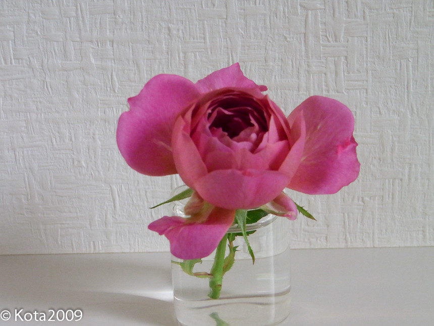 f:id:kota2009:20131003061019j:image:w600 f:id:kota2009:20131003061019j:image:w600