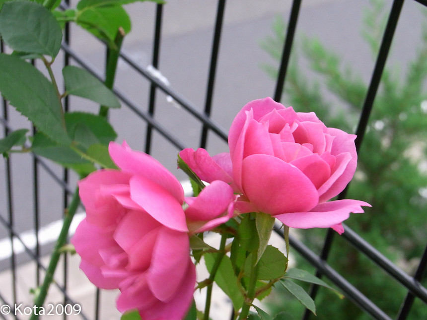 f:id:kota2009:20131004064250j:image:w600 f:id:kota2009:20131004064250j:image:w600