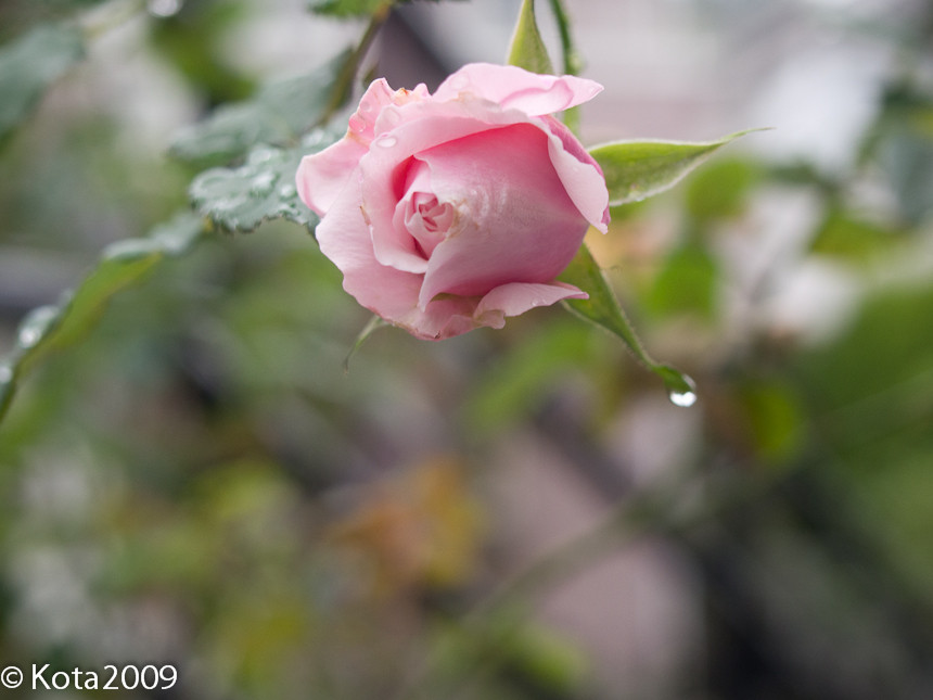 f:id:kota2009:20131104095548j:image:w600 f:id:kota2009:20131104095548j:image:w600