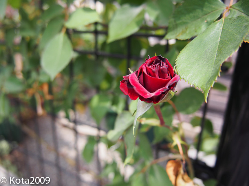 つるバラ ドンファン 14年の記録 Kotaの雑記帳