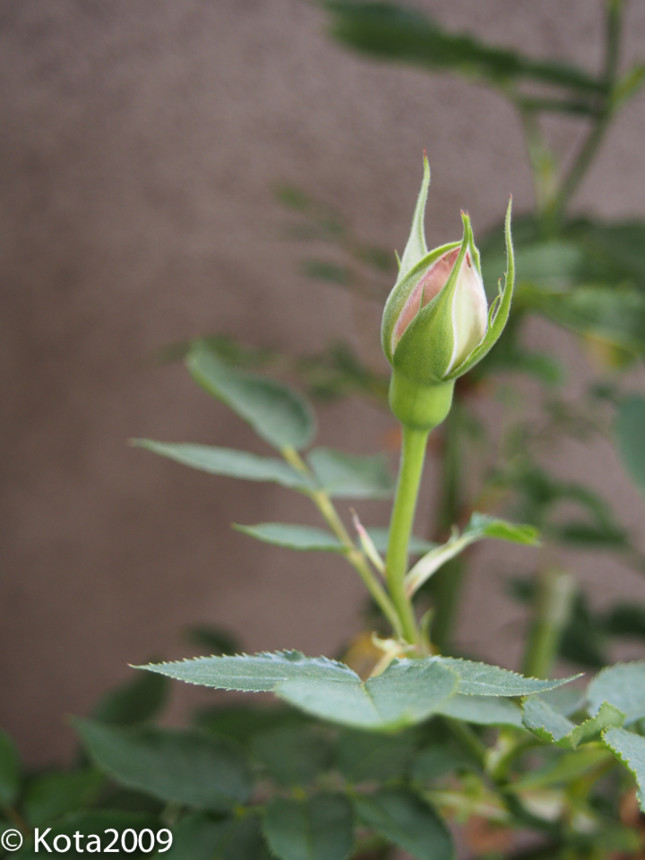 f:id:kota2009:20140504133627j:image:w360