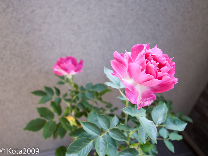 f:id:kota2009:20140511154307j:image:w640
