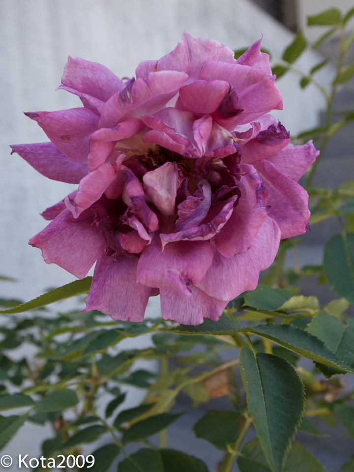 f:id:kota2009:20140517074048j:image:w360