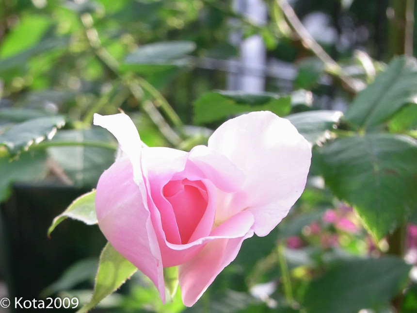 20140530061526