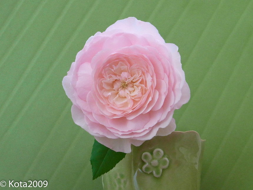 f:id:kota2009:20140531093039j:image:w360