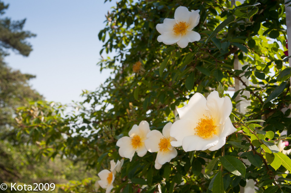 f:id:kota2009:20140601144348j:image:w640