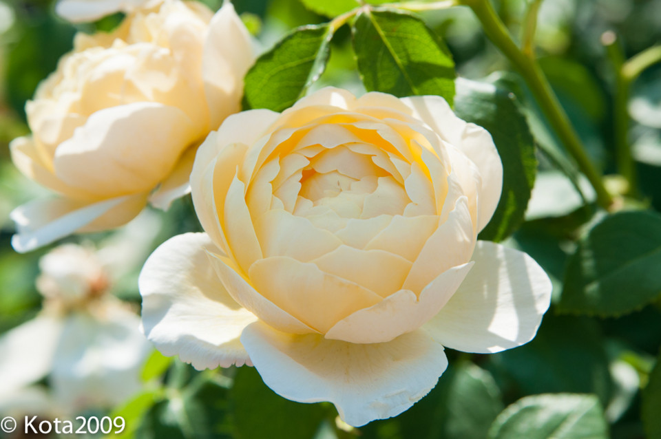 f:id:kota2009:20140601145043j:image:w640