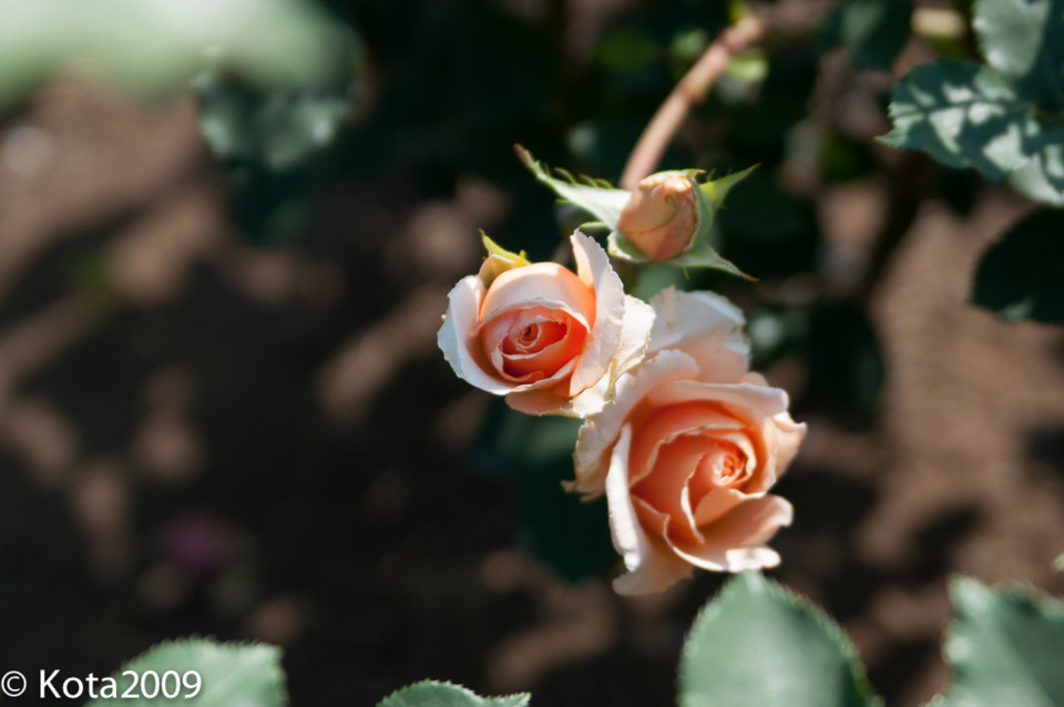 f:id:kota2009:20140601145616j:image:w640