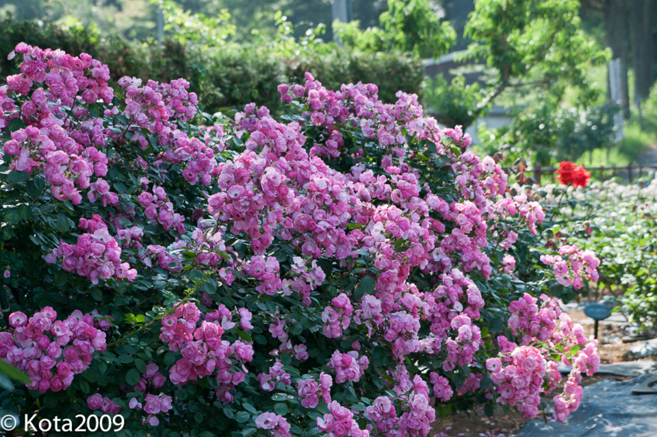 f:id:kota2009:20140601145707j:image:w640