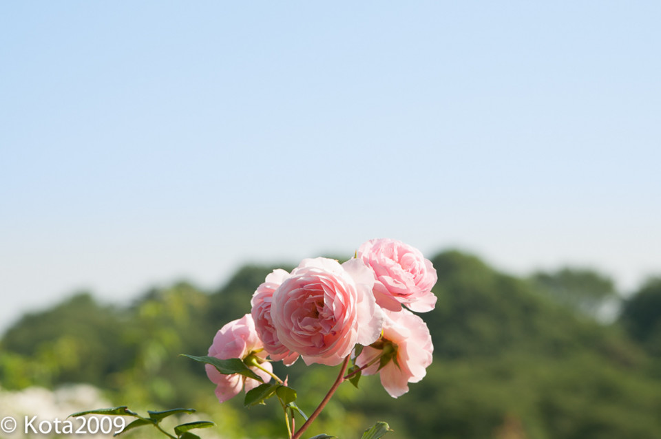 f:id:kota2009:20140601151959j:image:w640