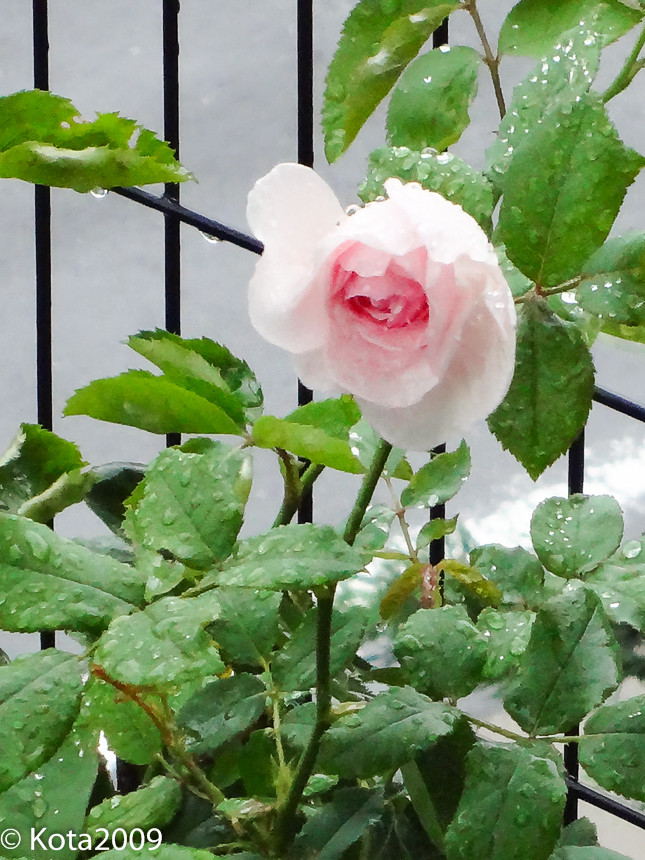 f:id:kota2009:20140607162659j:image:w360