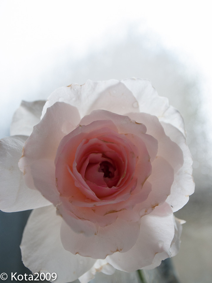f:id:kota2009:20140629102639j:image:w360