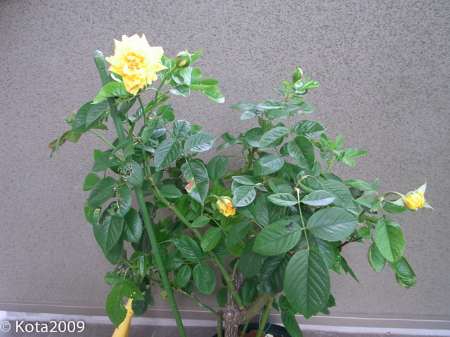 f:id:kota2009:20140831113321j:image:w640 f:id:kota2009:20140831113321j:image:w640
