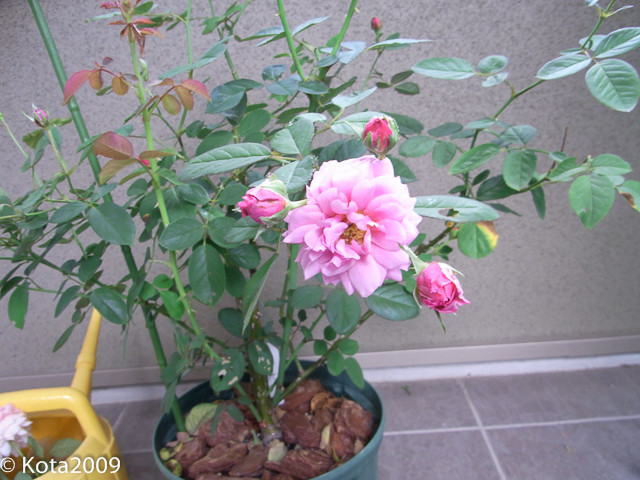 f:id:kota2009:20140831115434j:image:w360 f:id:kota2009:20140831115434j:image:w360