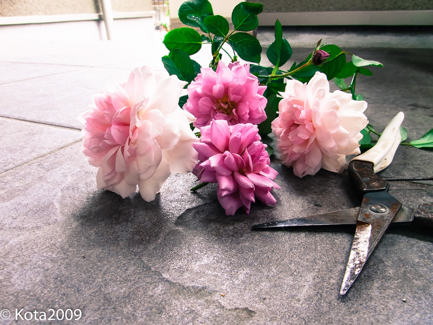 f:id:kota2009:20140831122837j:image:w640