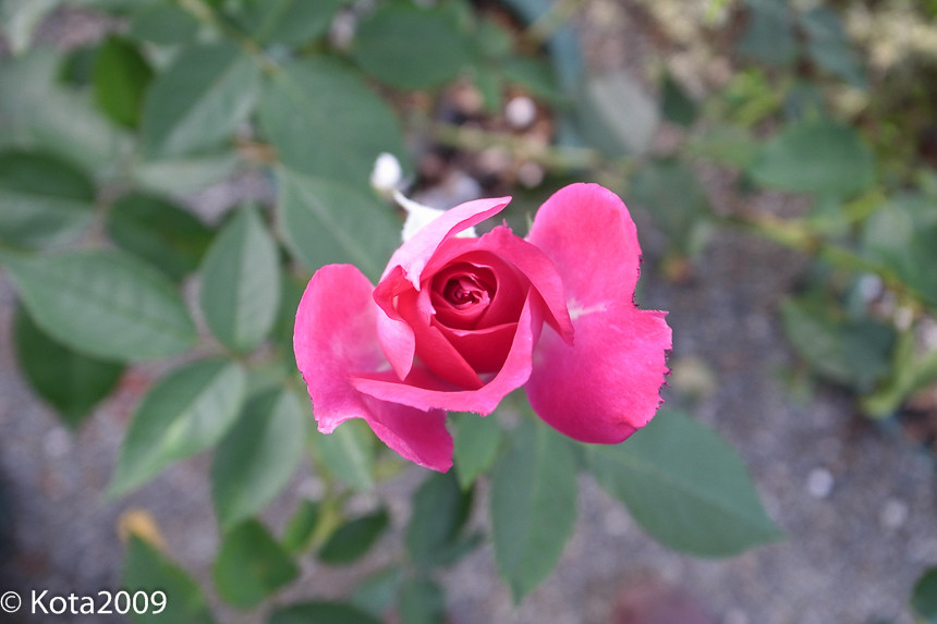 f:id:kota2009:20141012155426j:image:w640