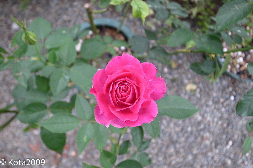 f:id:kota2009:20141013083214j:image:w640