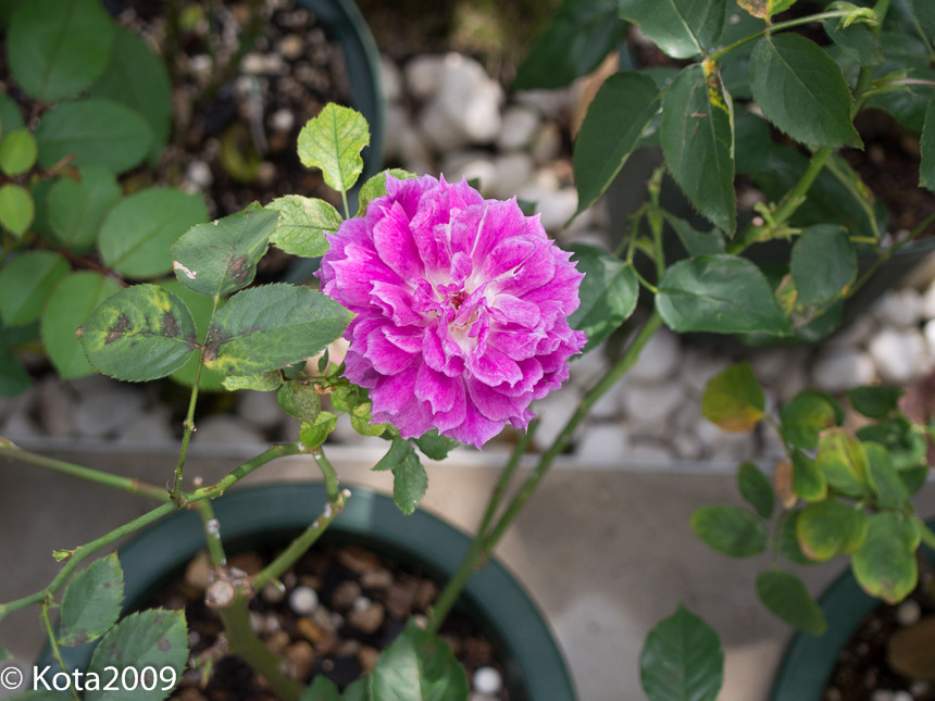 f:id:kota2009:20141103132838j:image:w640