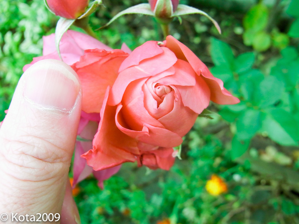 f:id:kota2009:20141204095100j:image:w640 f:id:kota2009:20141204095100j:image:w640