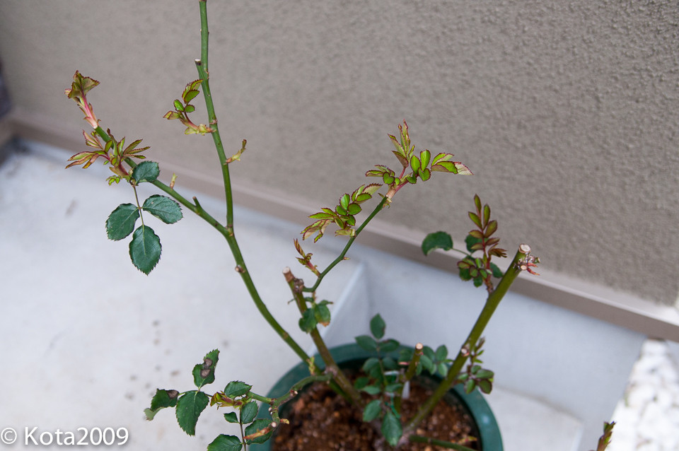f:id:kota2009:20150307125708j:image:w640