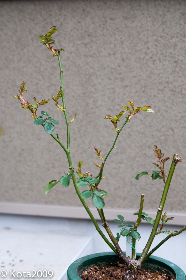 f:id:kota2009:20150307125748j:image:w360