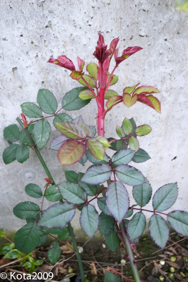 f:id:kota2009:20150308174122j:image:w360