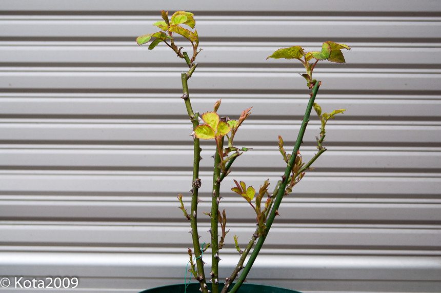f:id:kota2009:20150321113636j:image:w640