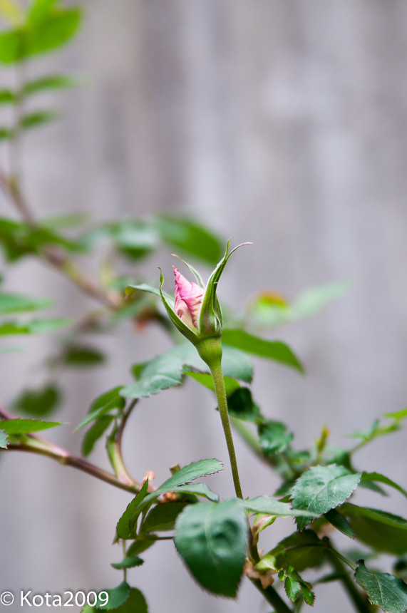f:id:kota2009:20150405094116j:image:w360