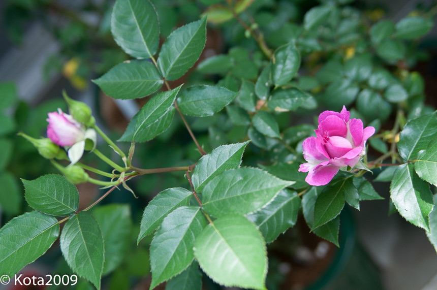 f:id:kota2009:20150504092118j:image:w640