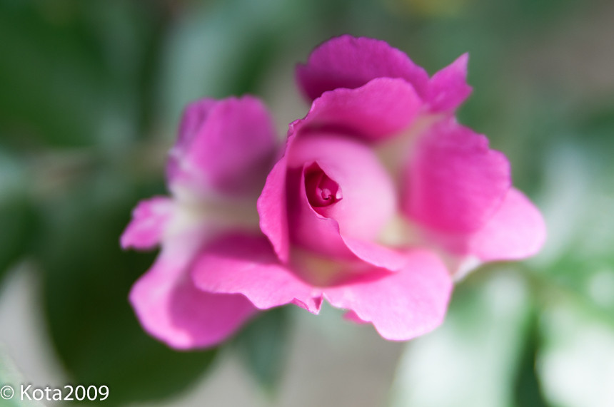 f:id:kota2009:20150504092213j:image:w640
