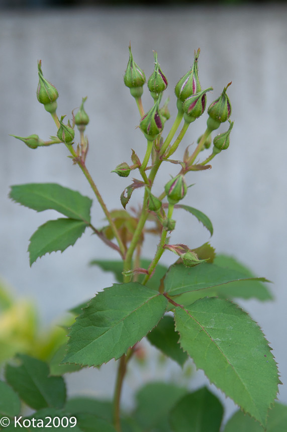 f:id:kota2009:20150504092837j:image:w360 f:id:kota2009:20150504092837j:image:w360