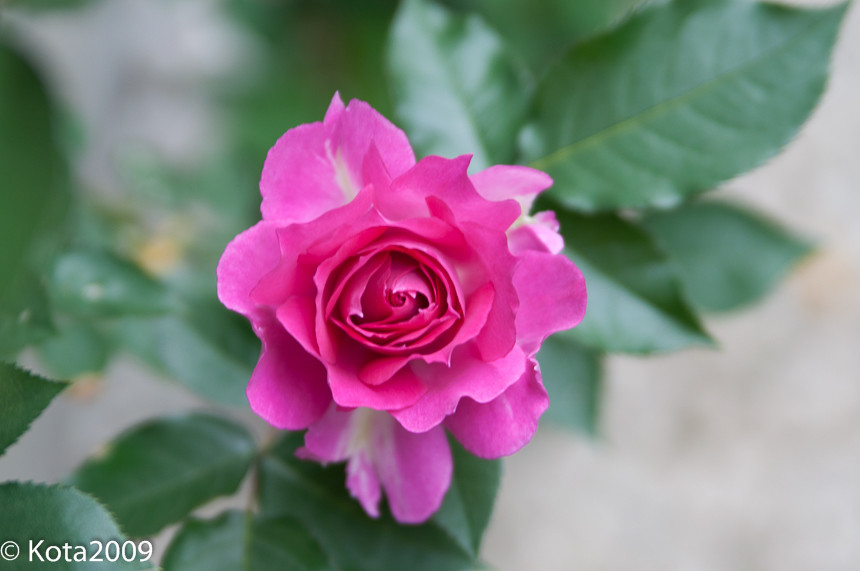 f:id:kota2009:20150505072819j:image:w640