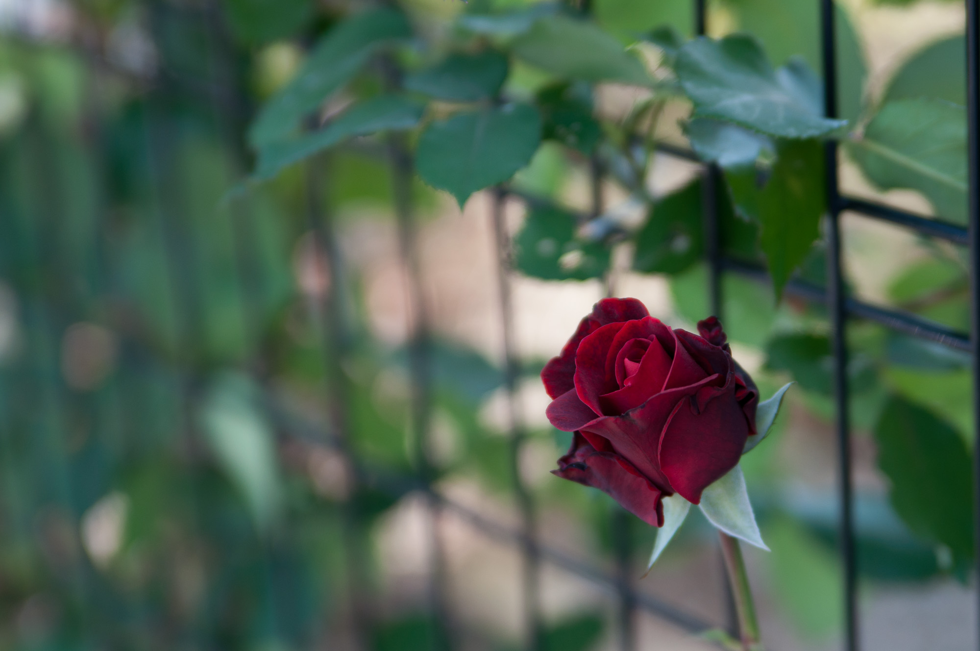 f:id:kota2009:20150506093719j:plain