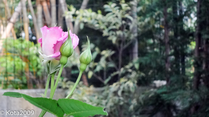 f:id:kota2009:20150506175308j:image:w640