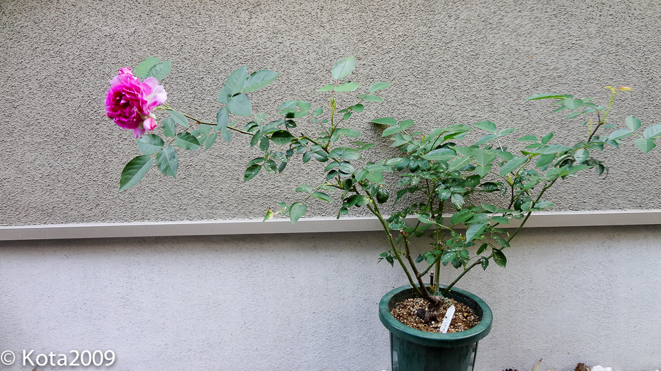 f:id:kota2009:20150510062150j:image:w640