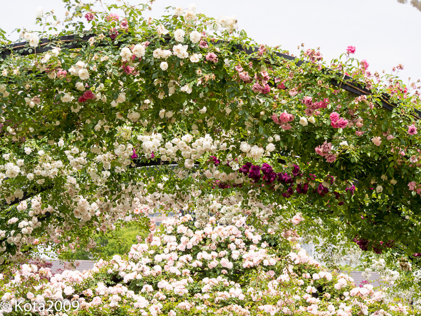 f:id:kota2009:20150523121724j:image:w640