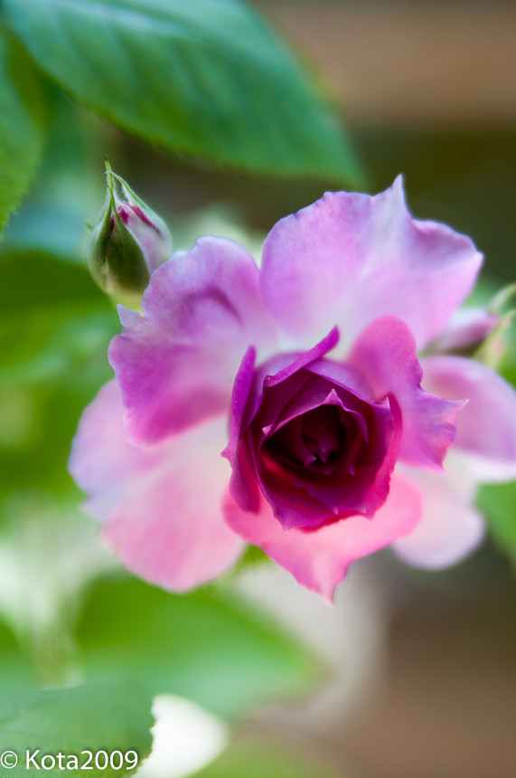 f:id:kota2009:20150531105008j:image:w360