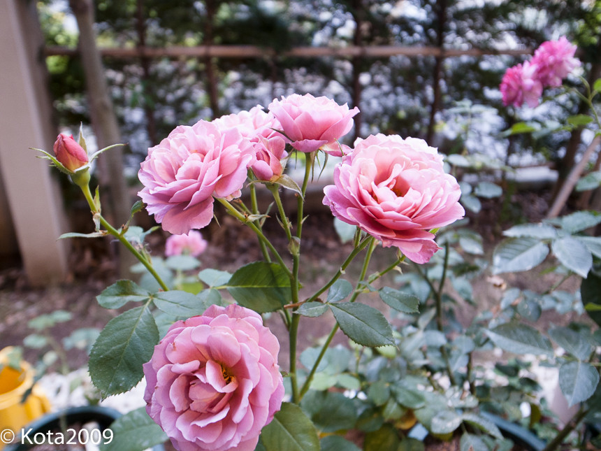 f:id:kota2009:20150611053032j:image:w640