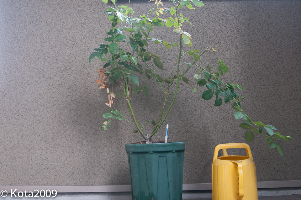 f:id:kota2009:20150823113446j:image:w640