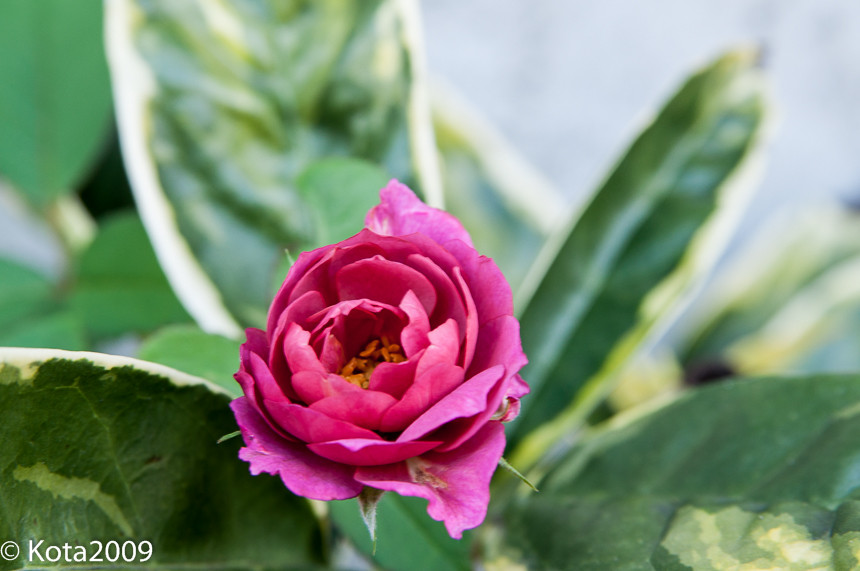 f:id:kota2009:20150923090811j:image:w640