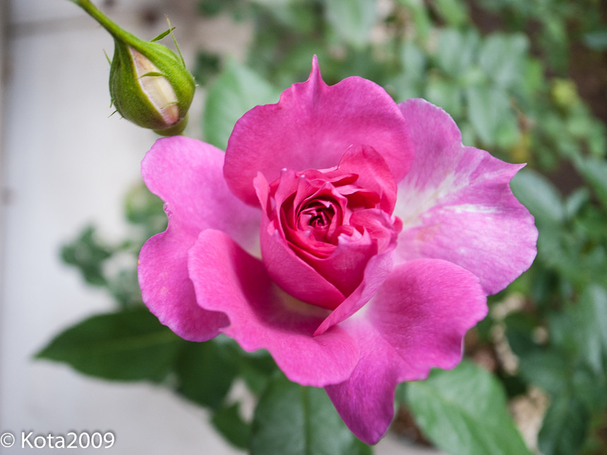 f:id:kota2009:20151017101517j:image:w640
